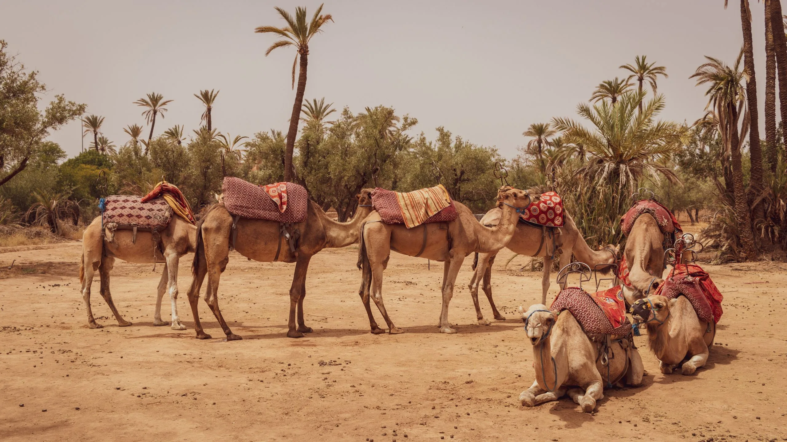 gallery image for Shared Camel Ride Palm Oasis Marrakech