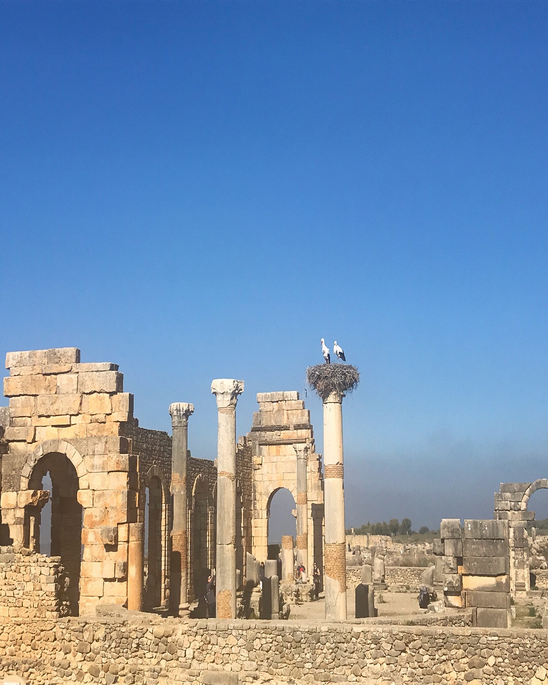 gallery image for 1 Day Private Tour Volubilis From Fes