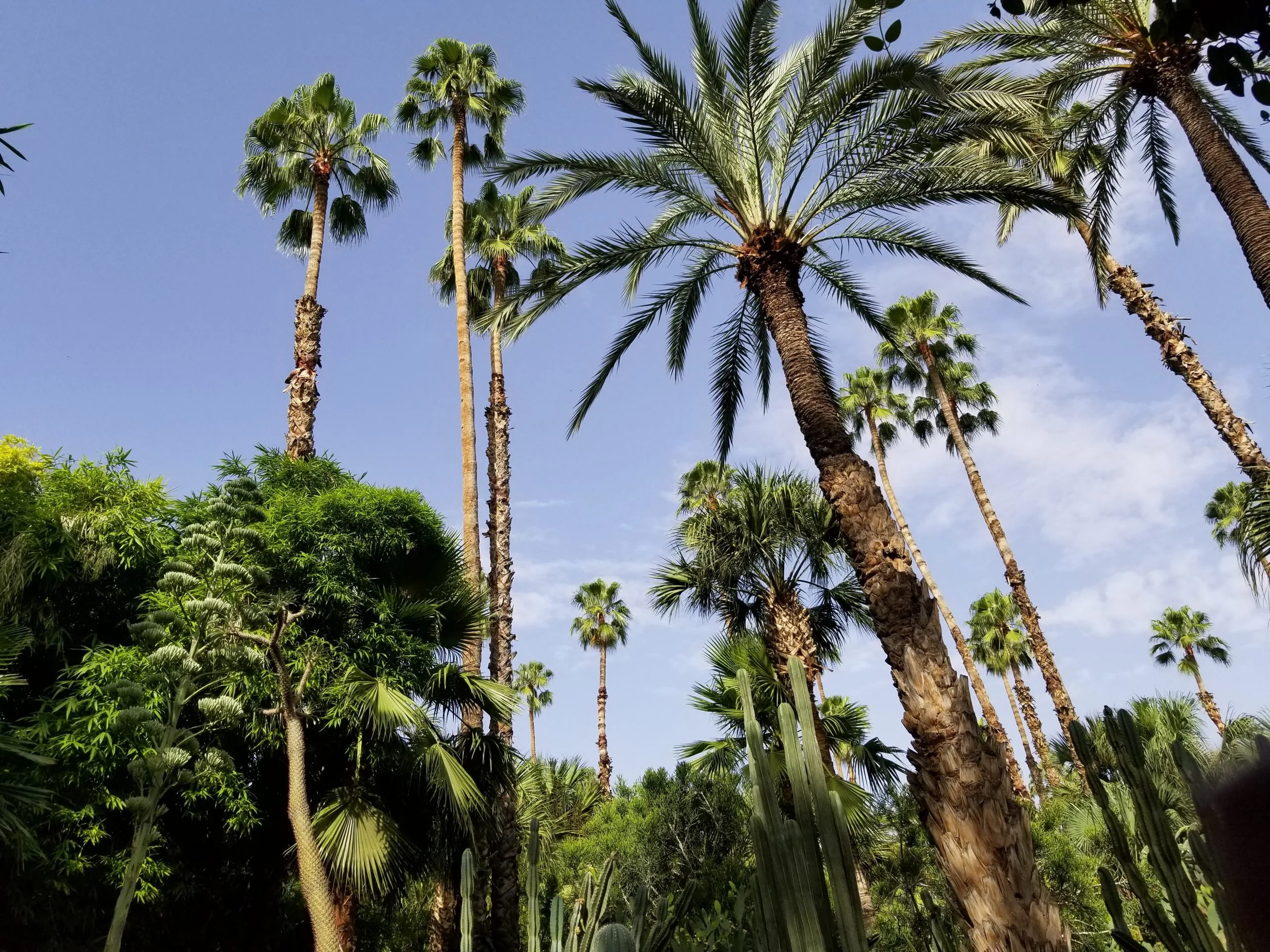 gallery image for Shared Camel Ride Palm Oasis Marrakech