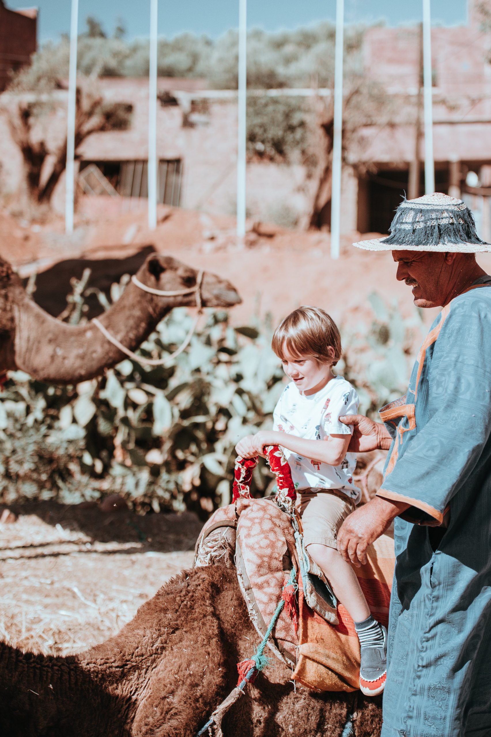 gallery image for Shared Camel Ride Palm Oasis Marrakech