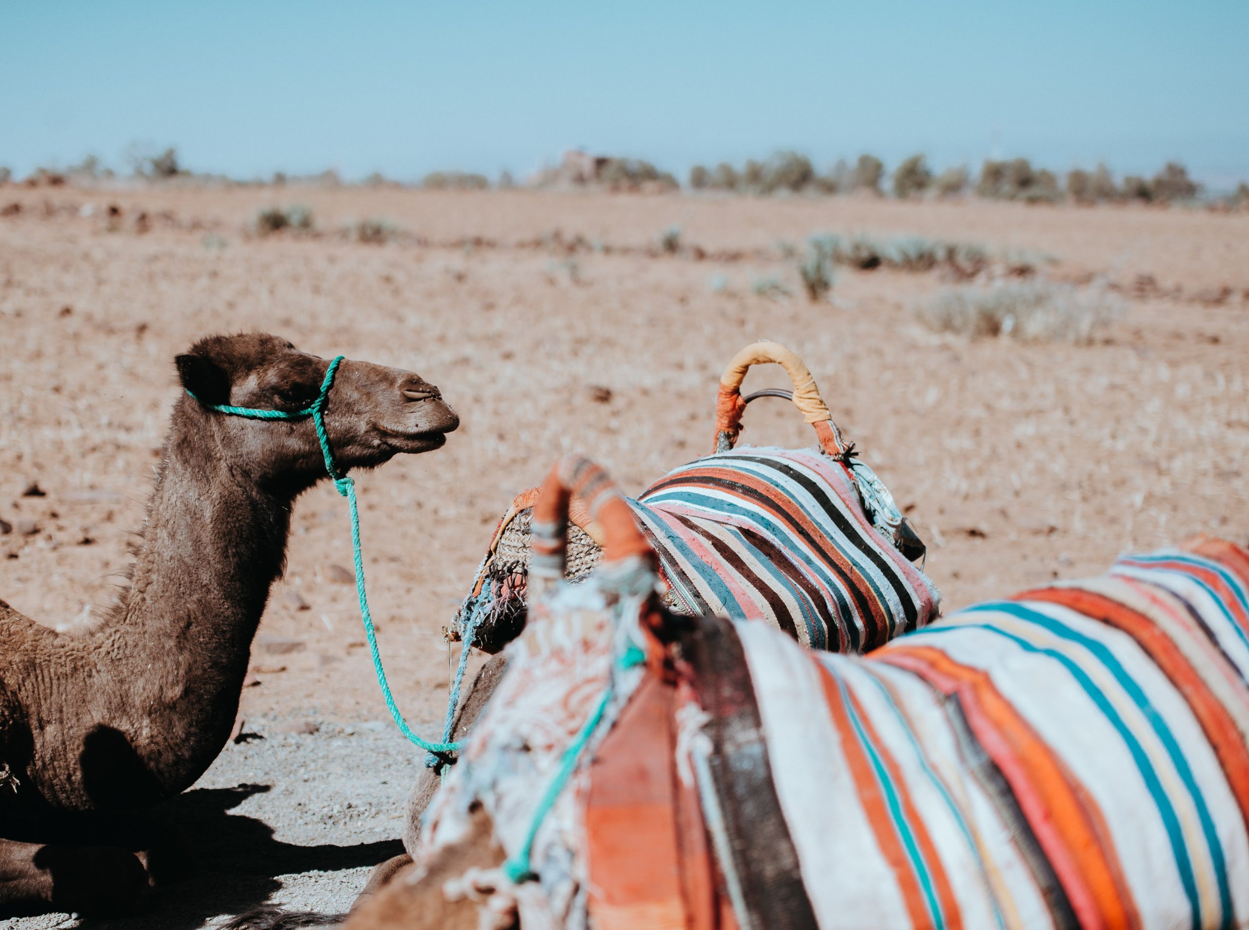 gallery image for Private Camel Ride in The Palm Groove Marrakech