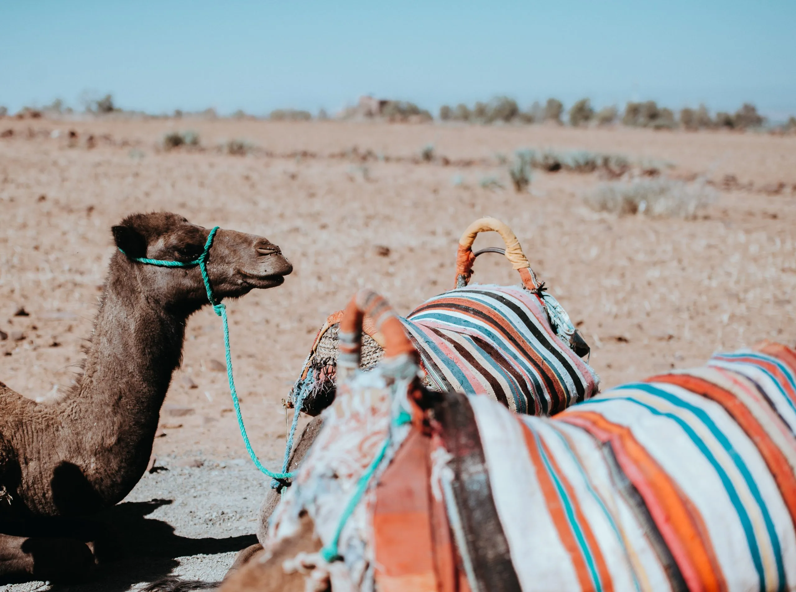 gallery image for Shared Camel Ride Palm Oasis Marrakech