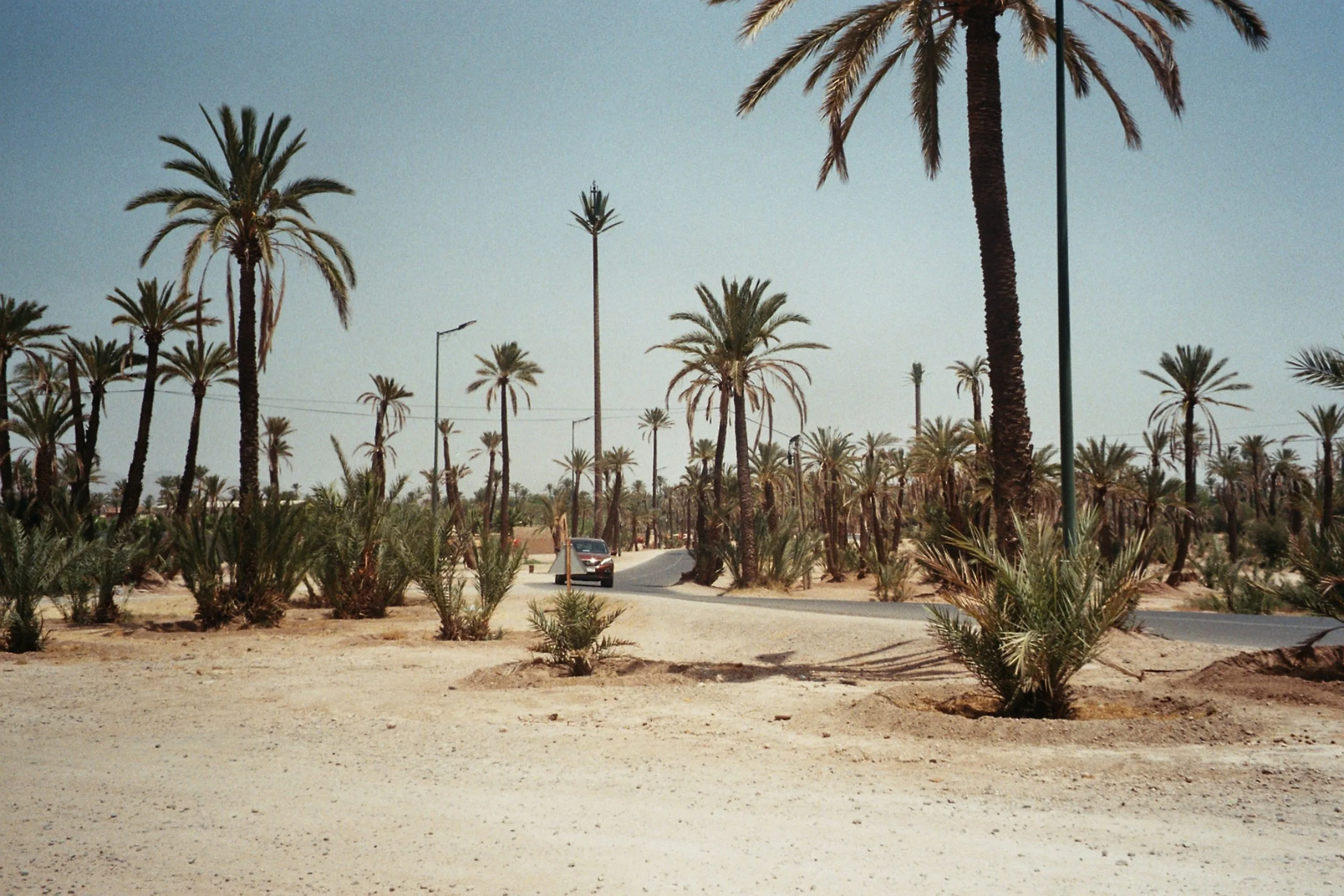 gallery image for Shared Camel Ride Palm Oasis Marrakech