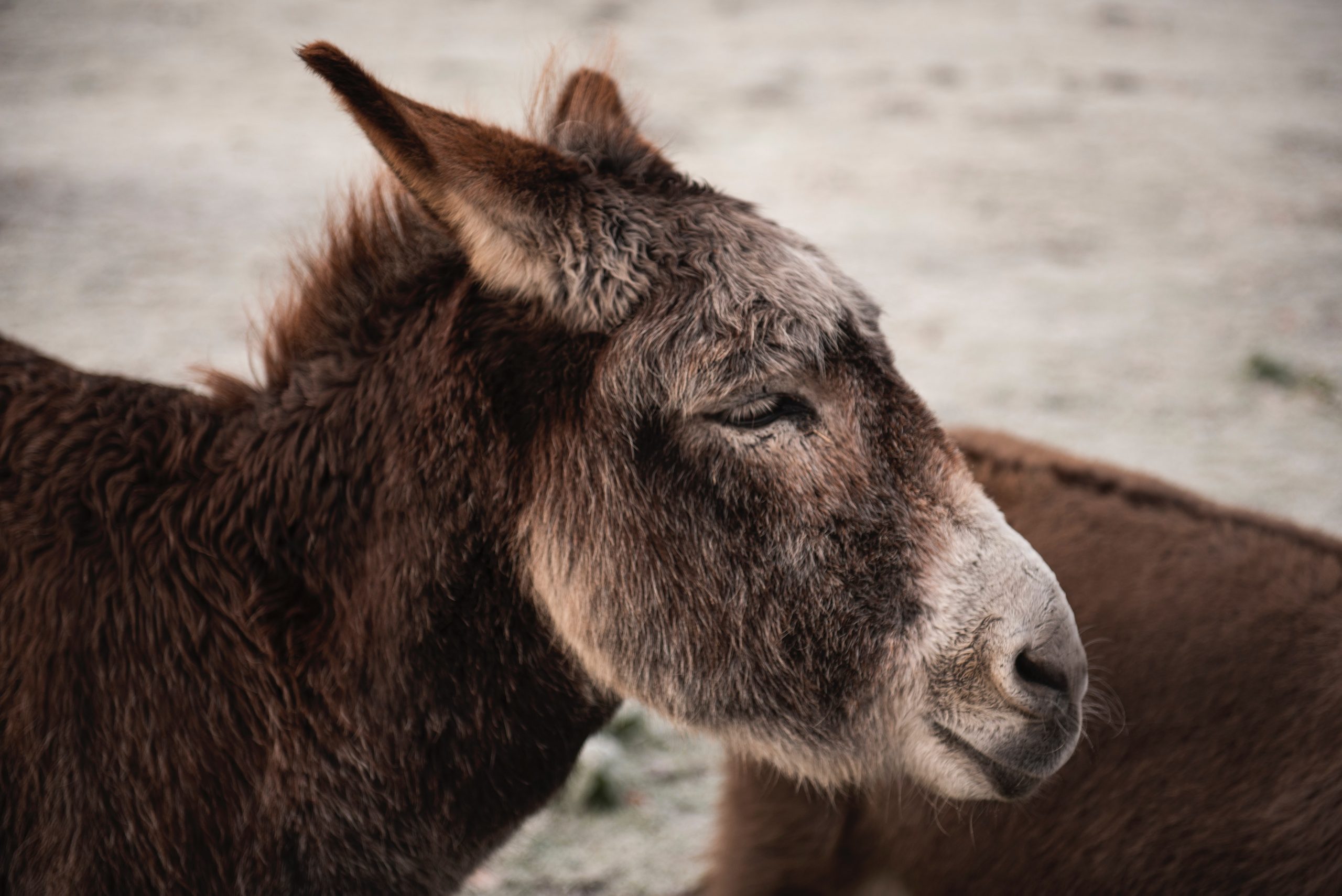 gallery image for 3 Hour Jarjeer Mule And Donkey Refuge Visit In The Atlas Mountains