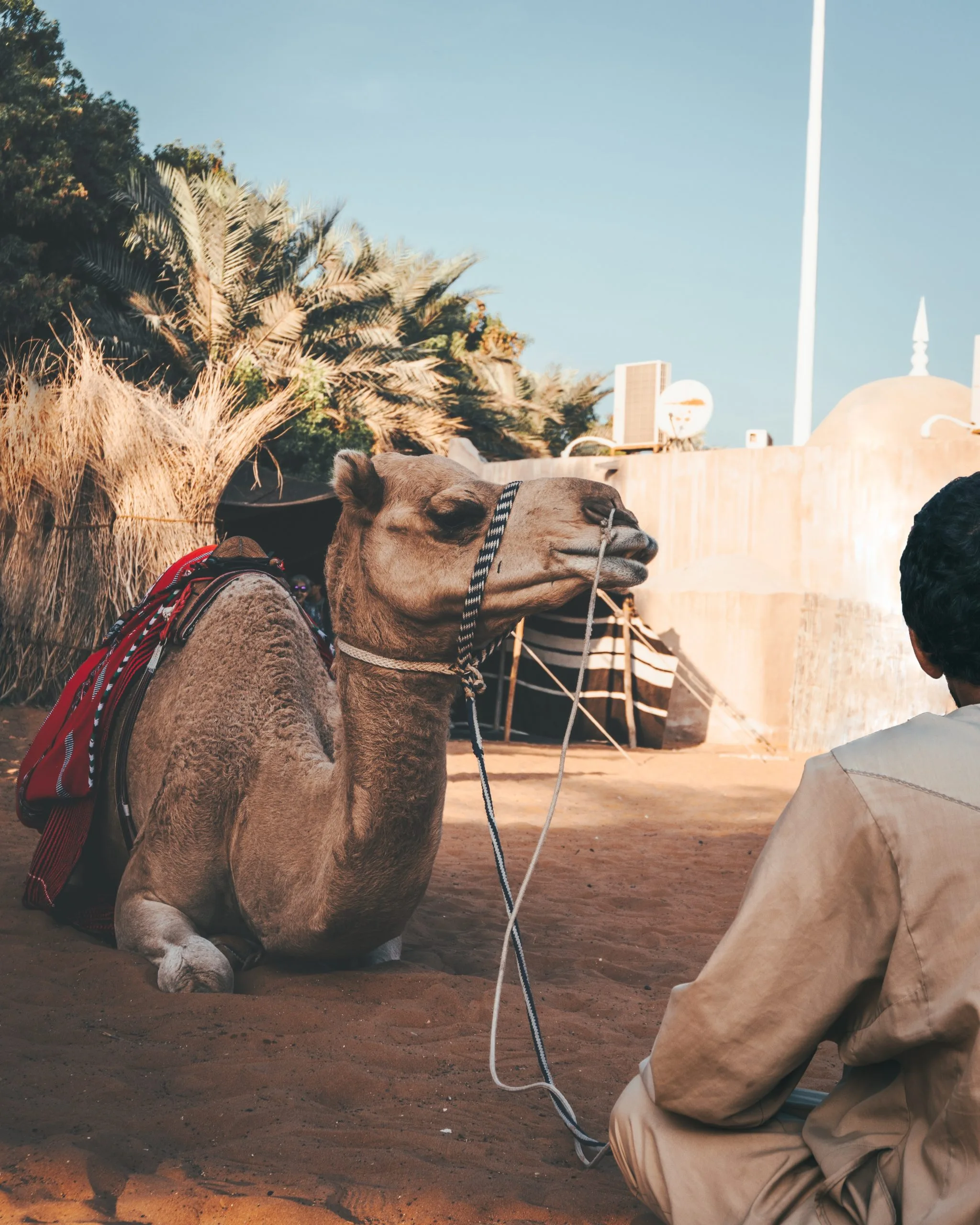 gallery image for Shared Camel Ride Palm Oasis Marrakech
