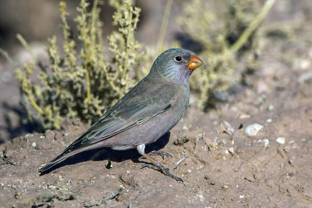 The Alternative Morocco birdwatching