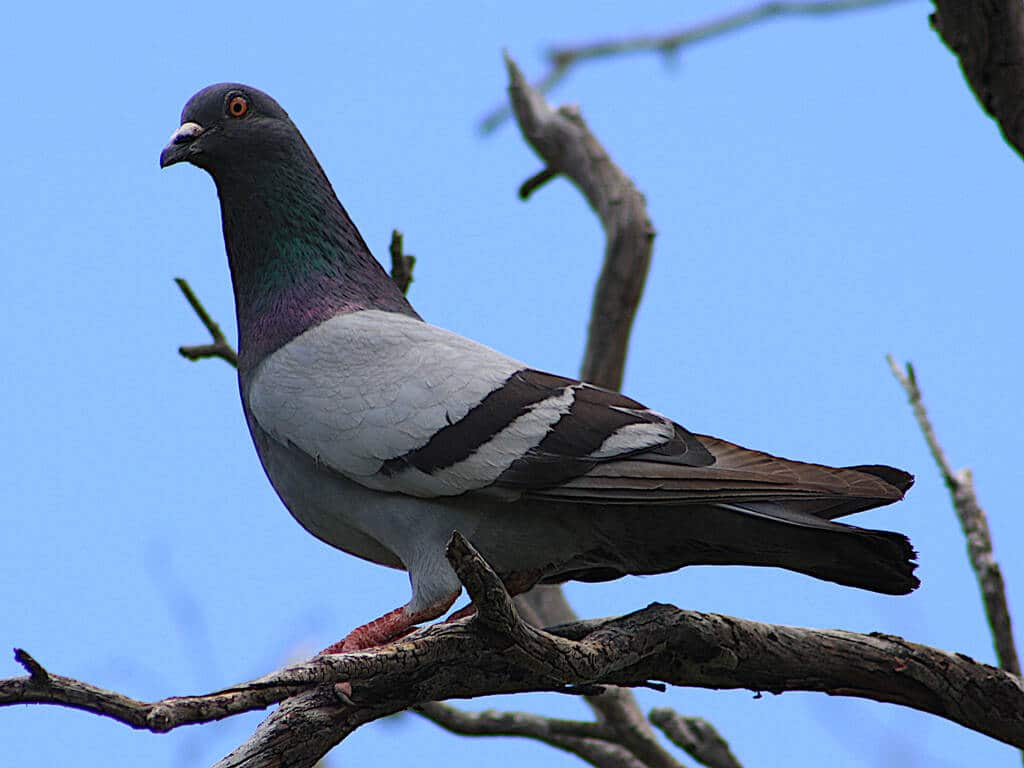 The Alternative Morocco birdwatching